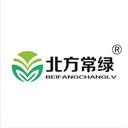 北方常綠觀賞草
